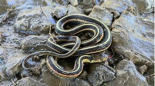 Can You Have a Garter Snake as a Pet?
