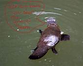 Are Platypuses Good Pets?