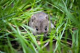 Can I Keep a Wild Mouse as a Pet?