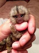 Can I Buy a Pet Monkey?