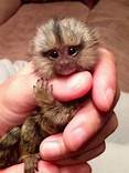 Can You Have a Finger Monkey as a Pet?