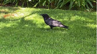 Is It Legal to Have a Pet Raven?