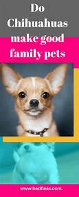 Are Chihuahuas Good Family Pets?