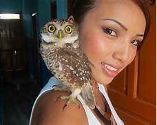 Can I Have an Owl as a Pet?