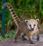 Do Coatis Make Good Pets?