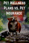 Is Pet Wellness Insurance Worth It?