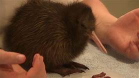Can You Have a Kiwi as a Pet?