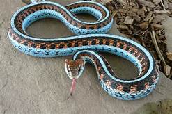 Can I Keep a Garter Snake as a Pet?