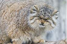 Can You Have a Pallas Cat as a Pet?