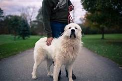 Do Great Pyrenees Make Good Pets?