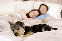 Can Pets Get Bed Bugs?