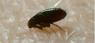 How Long Do Fleas Live Without a Pet?