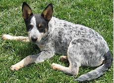 Are Cattle Dogs Good Pets?