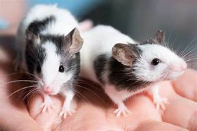 How to Care for Pet Rats