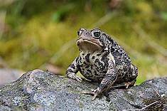 Can You Keep Wild Toads as Pets?