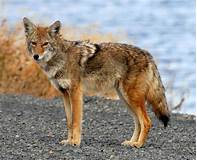 Can You Keep Coyotes as Pets?