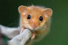 Dormice as Pets: A Comprehensive Guide