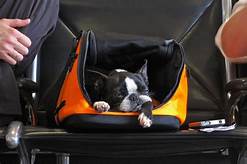 Can You Take Pets on Greyhound Bus?