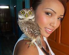 Can You Have Pet Owls?