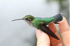 Can I Keep a Hummingbird As a Pet?