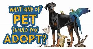 Where Can You Adopt a Pet