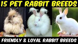 Which Rabbit Breed is Best for You?