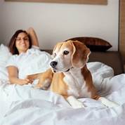 What Motels are Pet Friendly?