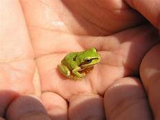 What Do You Feed a Pet Frog?