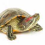 Where Can I Buy a Pet Turtle Near Me?