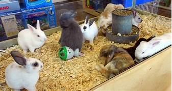 Where to Buy a Bunny: Pet Stores That Sell Bunnies