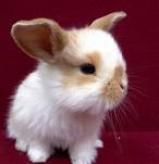 Where To Buy A Pet Bunny Near Me