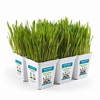 What is Pet Grass?