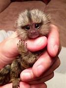 What Happens to Pet Baby Monkeys When They Grow Up?