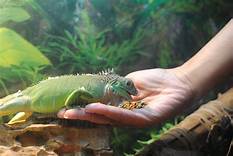 What Do Pet Iguanas Eat?