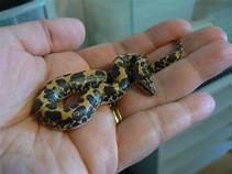 What is the Smallest Snake for a Pet?