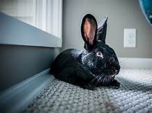 Where Can I Buy a Pet Rabbit Near Me?