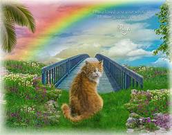 What Is the Rainbow Bridge for Pets?