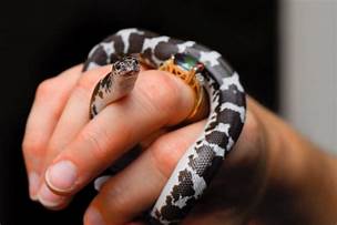 What is the Smallest Pet Snake?