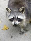 Where Can I Buy a Pet Raccoon?