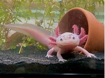 What Do Axolotls Eat as Pets?