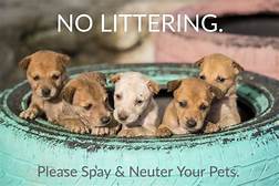 Why Is It Important to Spay and Neuter Your Pets?