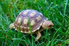 Where to Buy a Pet Tortoise