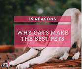 Why Cats Make the Best Pets