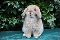 What Is the Best Rabbit to Have as a Pet?