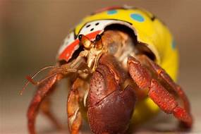 What Do Hermit Crabs Eat as Pets?