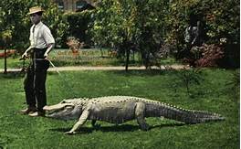 Which US President Had a Pet Alligator?