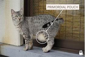 Which Household Pet Has a Primordial Pouch?