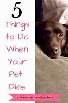 What to Do When My Pet Dies