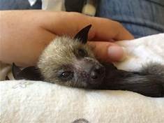 Where Can I Buy a Bat as a Pet?