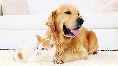 Why Pet Insurance is Important